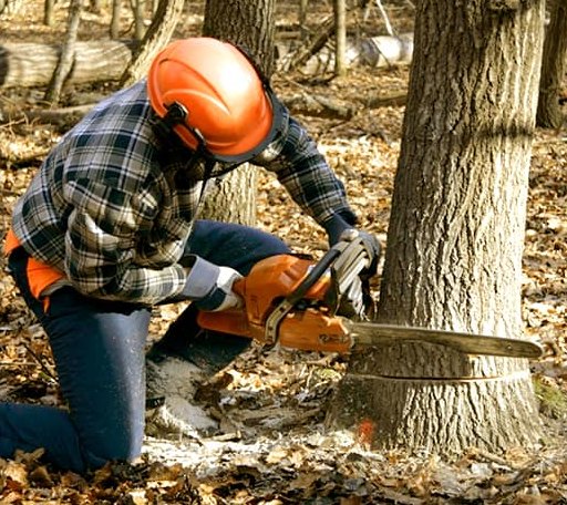 Tree Removal in Mcdavid, FL